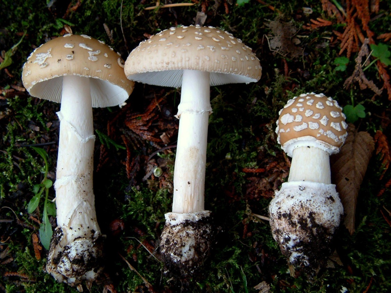 Amanita Pantherina