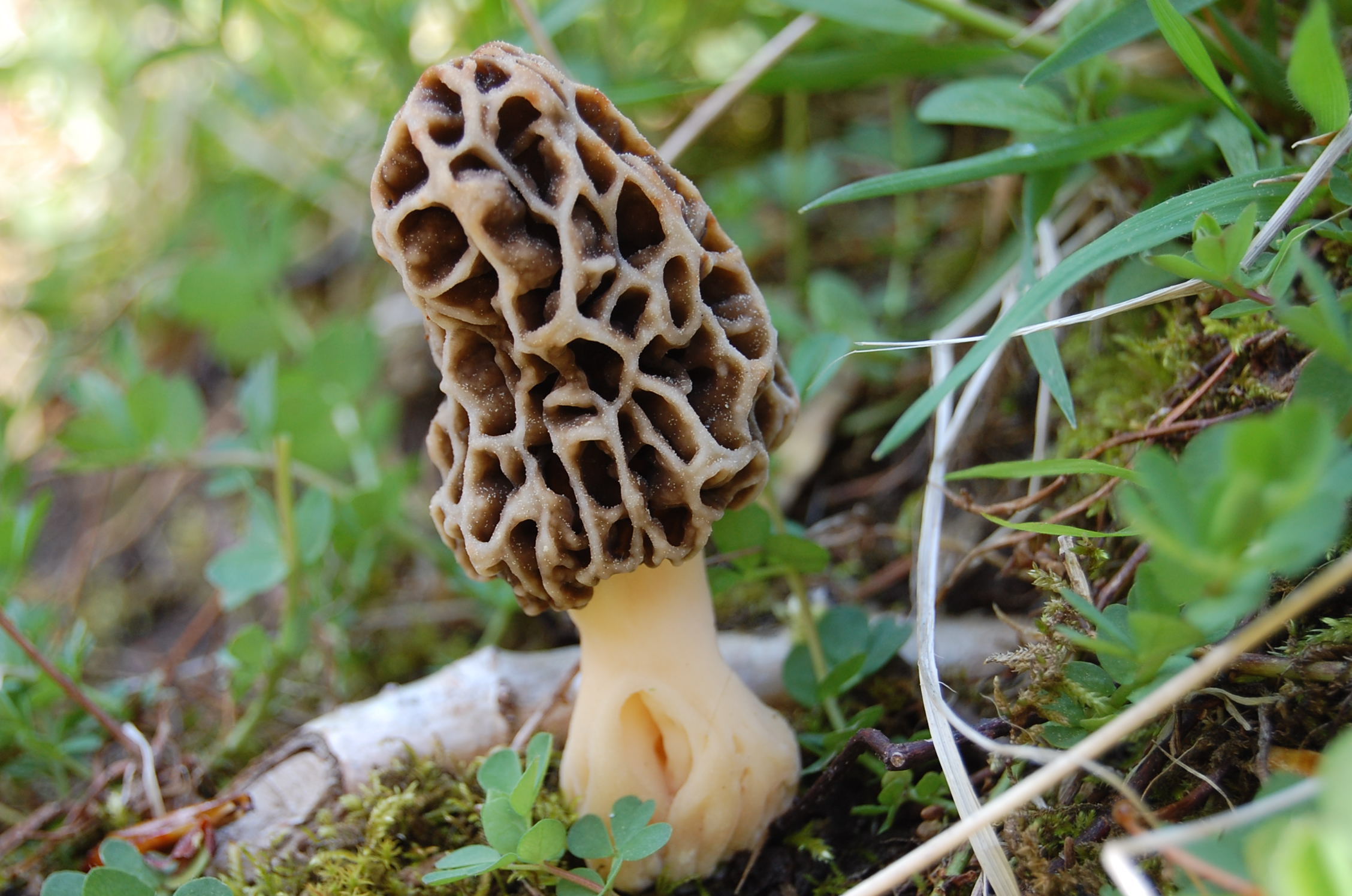 Сумчатый гриб похожий на сморчок. Сморчки грибы. Сморчки грибы съедобные. Сморчок съедобный (Morchella esculenta).. Сморчки весенние.