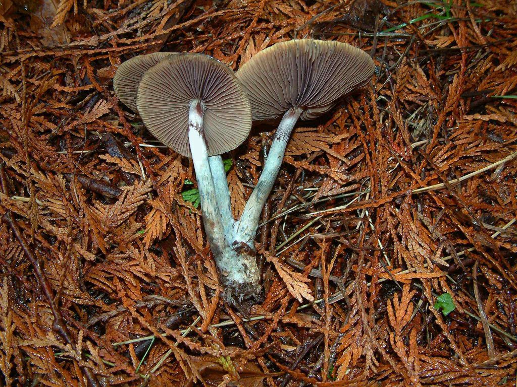 Psilocybe azurescens