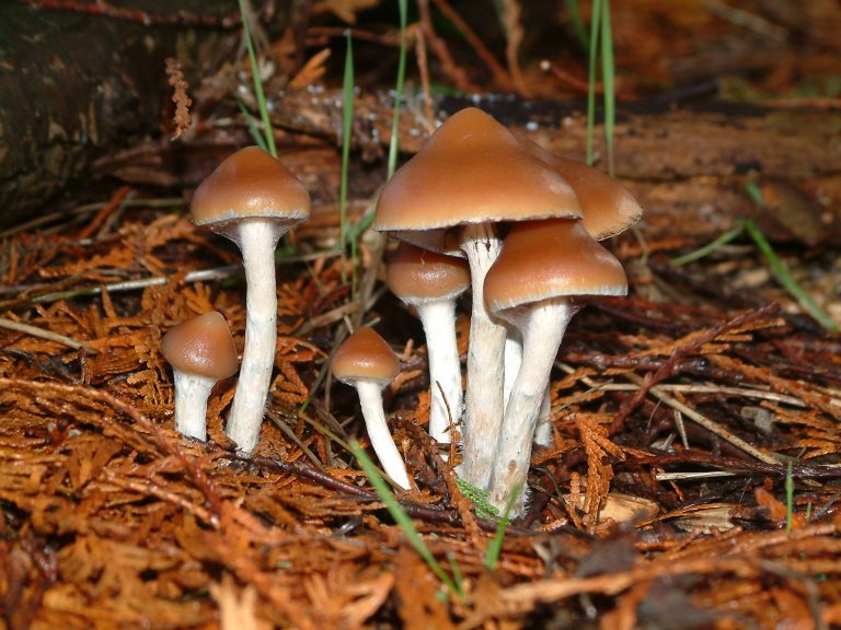 Psilocybe Azurescens mushroom patch in the wild