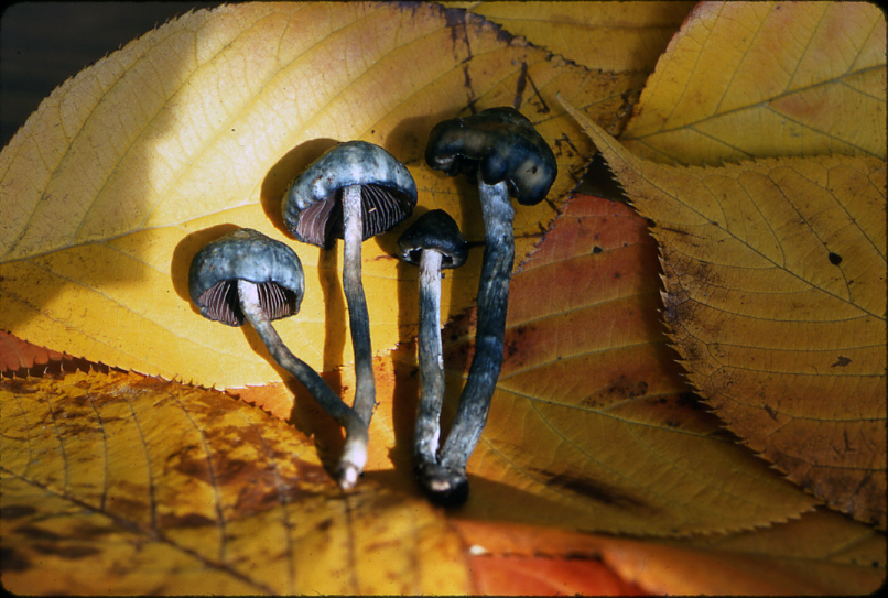 Psilocybe baeocystis. Photo by Stan Czolowski.