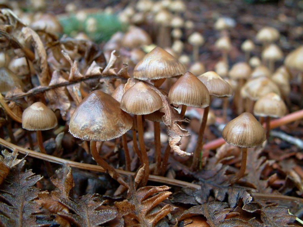 Psilocybin Mushrooms: Basic Info, Psycheplants