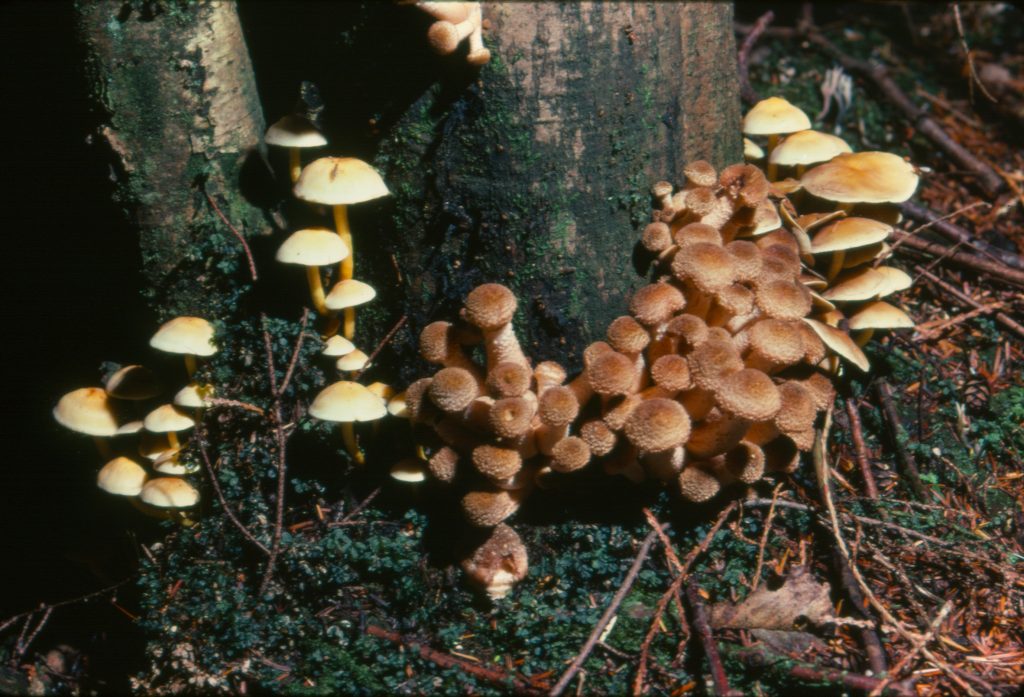 Honey mushroom Armillaria species growing with Hypholoma fasciculare