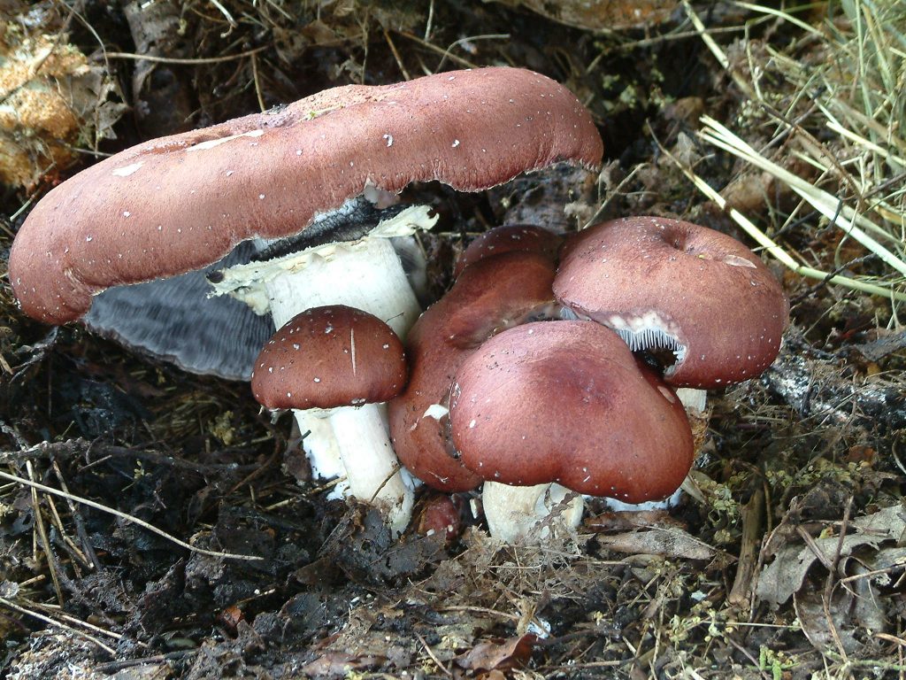 The Garden Giant Stropharia rugosoannulata in compost mulch (photo: Paul Kroeger)