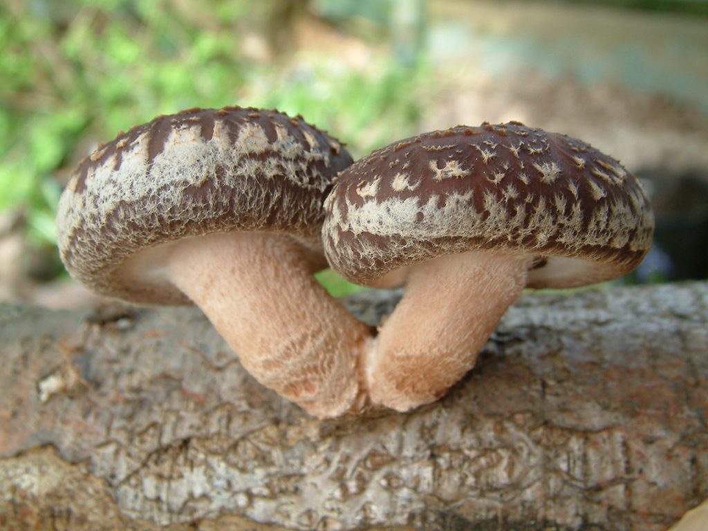 Shiitake Lentinula edodes growing from a log (photo: Paul Kroeger)