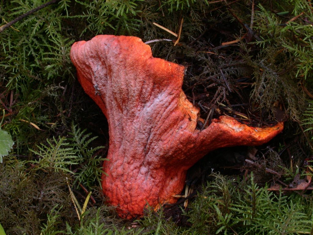 Lobster mushroom Hypomyces lactifluorum