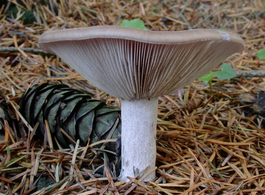 the Blewit Lepista nuda