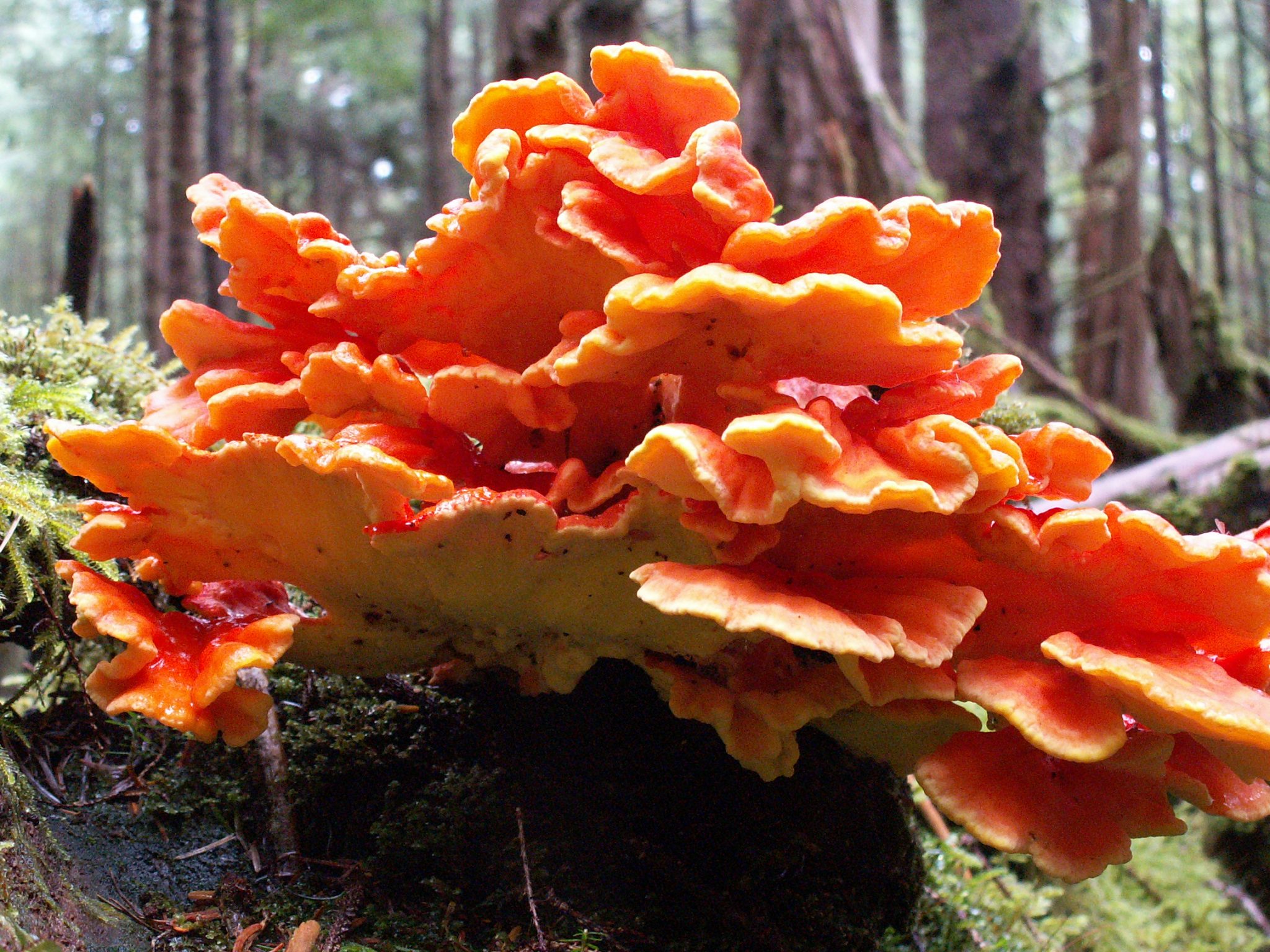 Chicken of the woods Laetiporus conifericola Vancouver Mycological Society