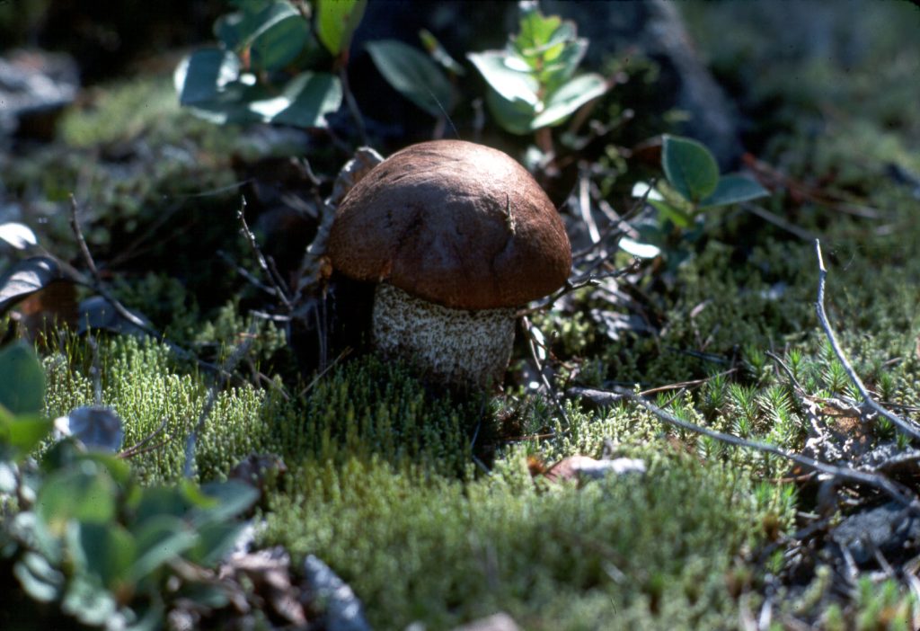 Birch bolete Leccinum scabrum