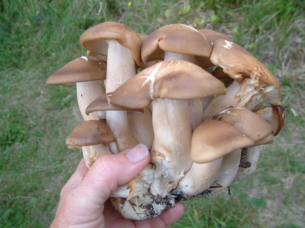 Fried chicken mushroom Lyophyllum decastes