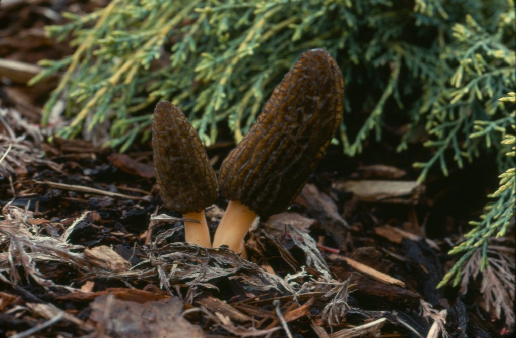 False morel Gyromitra esculenta