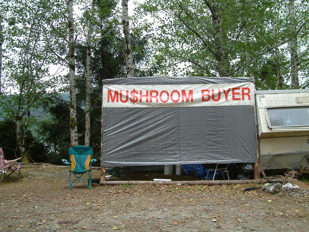 Chanterelle buying station Skidegate Lake Haida Gwaii