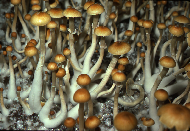 Magic Mushrooms Psilocybe cubensis growing from grain trays in 1977 (photo: Stan Czolowski)