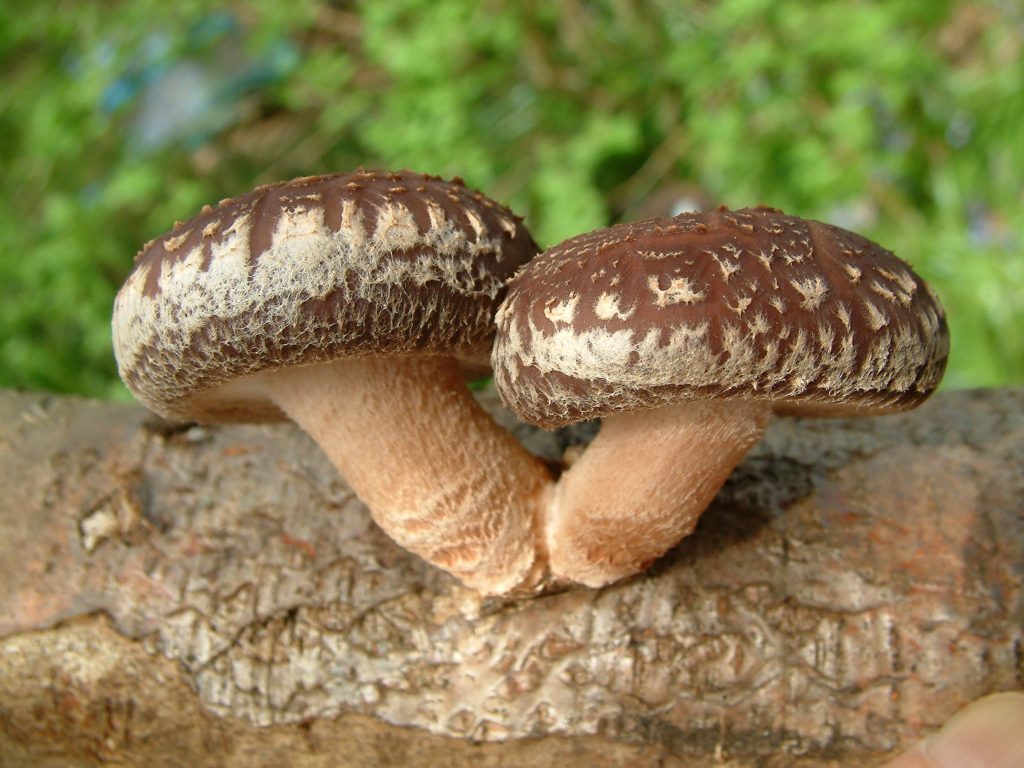 Shiitake Lentinula edodes