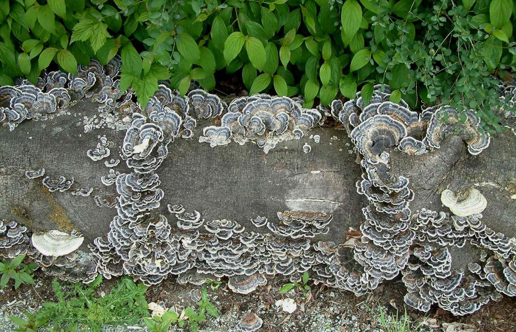 Turkey-tail Trametes versicolor inoculated log at Beaty Museum UBC (photo: Paul Kroeger)