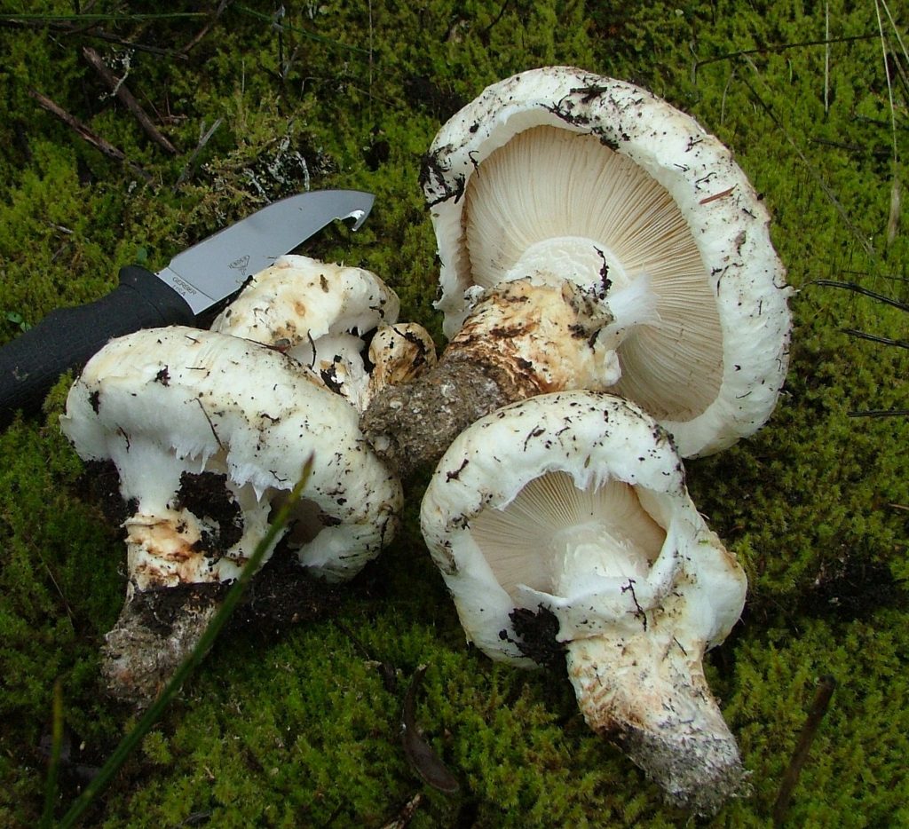 Pine mushroom Tricholoma magnivelare