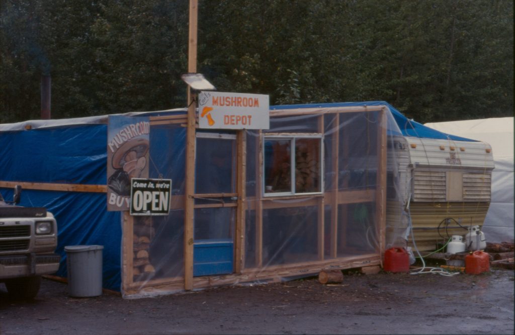 Pine mushroom buying station Cranberry Junction Kitimat