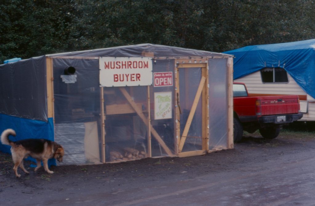 Pine mushroom buying station Cranberry Junction Kitimat